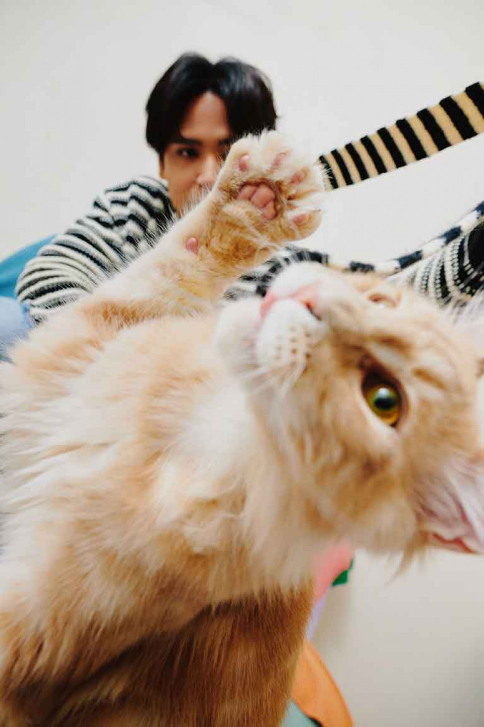 這次新歌單曲封面陳零九特別與四個多月大的愛貓「橘籽」一同入鏡,拍攝時橘籽展現了活潑親人的個性(照片提供:種子音樂)