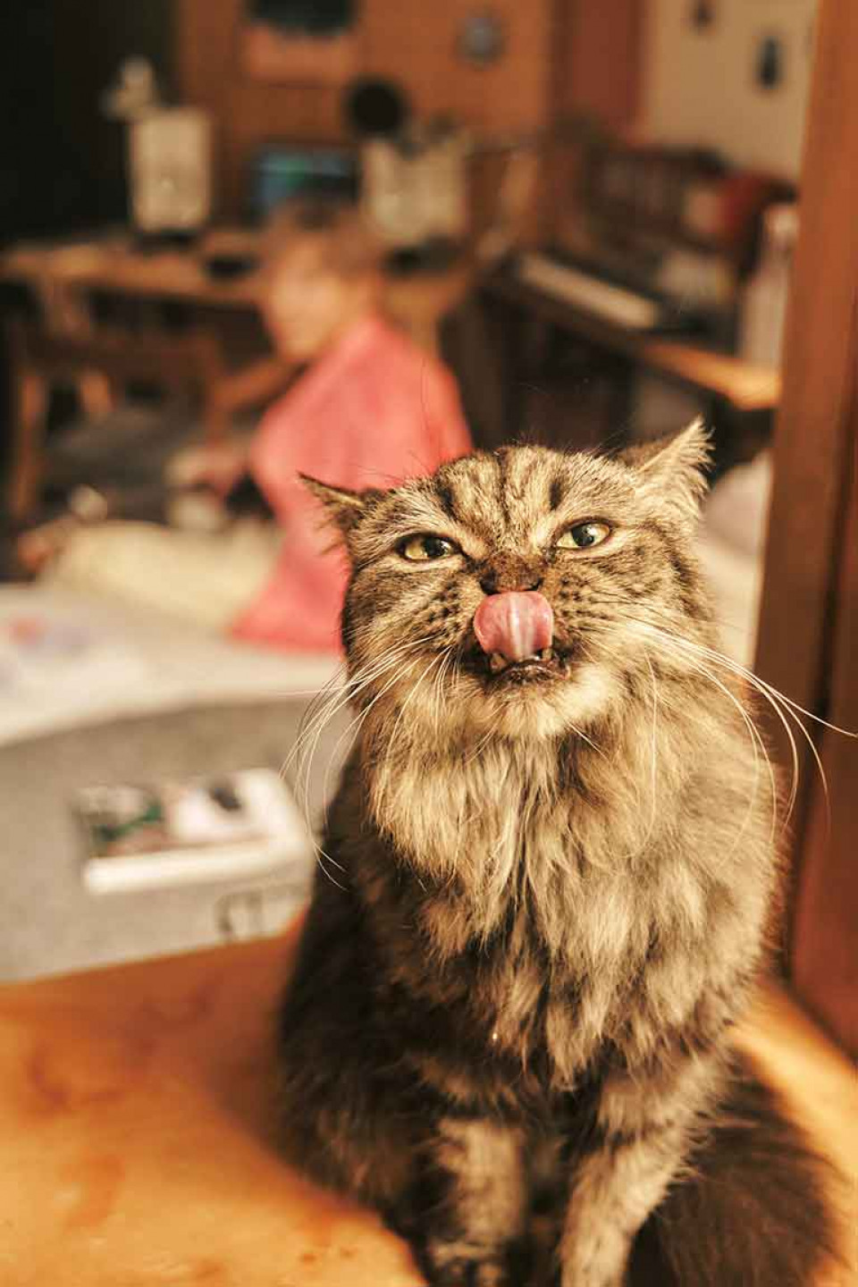 慵懶貓咪成為單曲封面和MV主角 展現滿滿的Chill感受 GJ毫不在意主角變貓