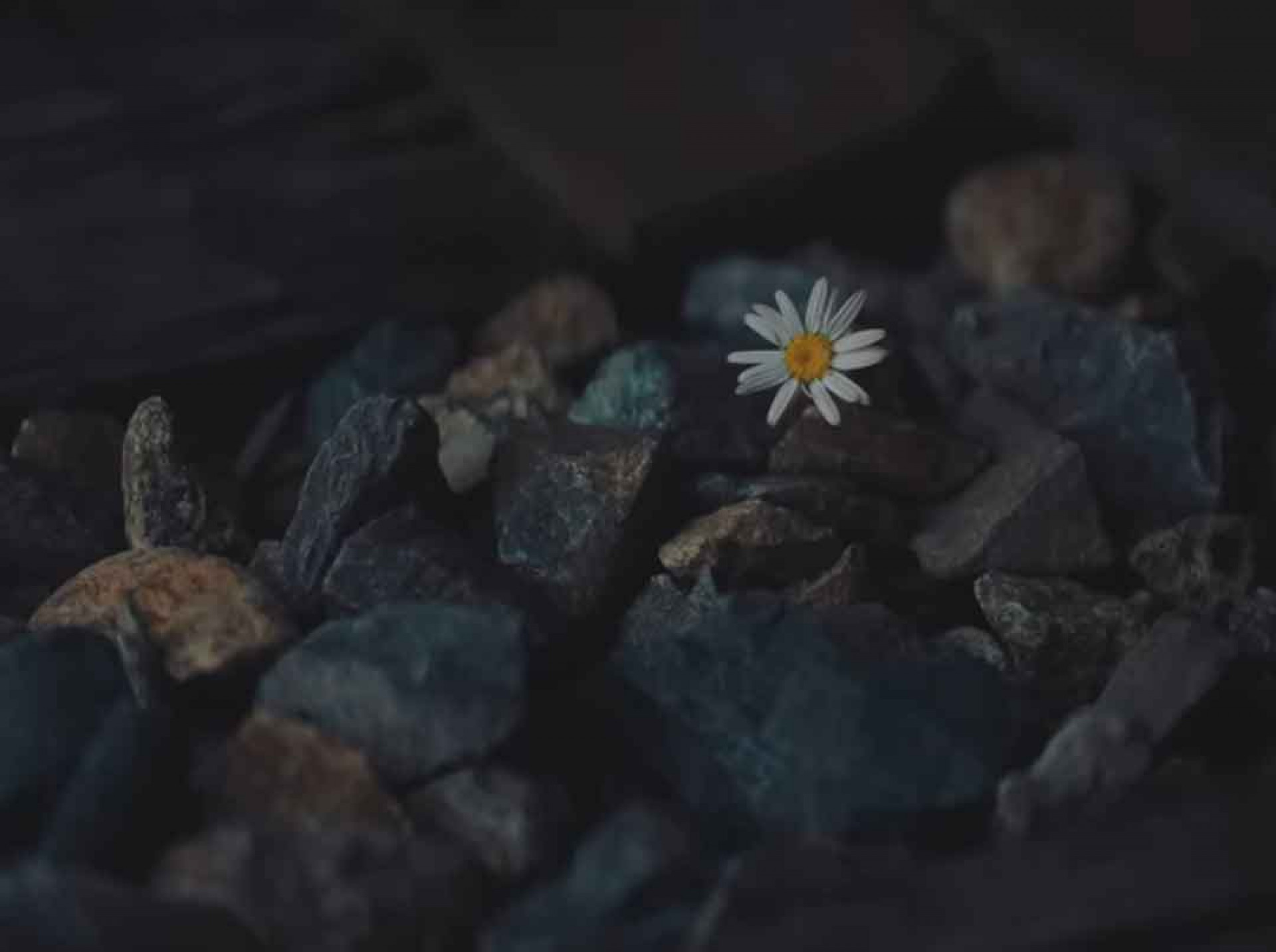 鐵軌中有一朵象徵女兒黛西的雛菊---翻攝自YouTube