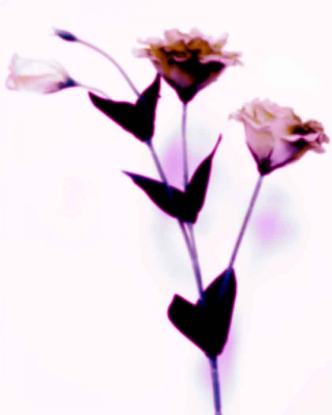 HowZ以「桔梗花」籲純潔的愛,連三首歌都有花幫襯,預告新專輯與「花」有關